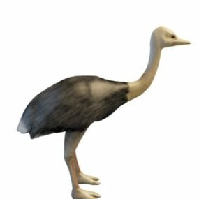 African Ostrich Animal 3d model