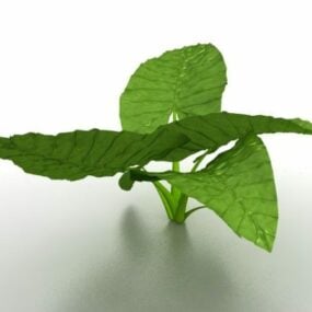3д модель растения Алоказия Слоновье Ухо