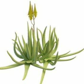 Aloe rostlina s květinami 3D model