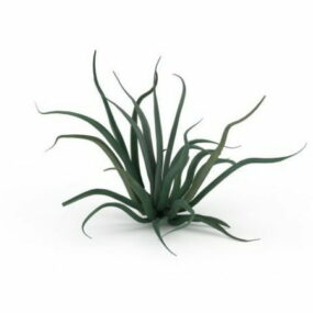Aloe Vera Pflanze 3D-Modell