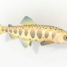 Sea Amago Fish 3d model