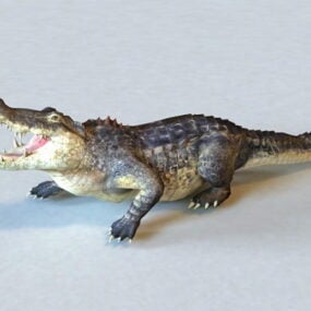 American Alligator Animerad & Rigged 3D-modell