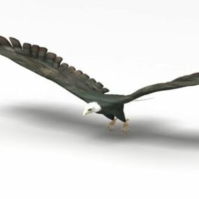美国秃头鹰动物3d模型