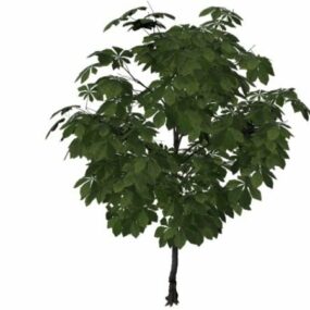 American Chestnut Tree 3d model