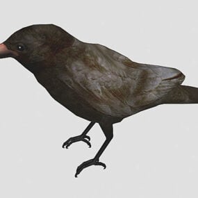 America Crow Bird 3d model