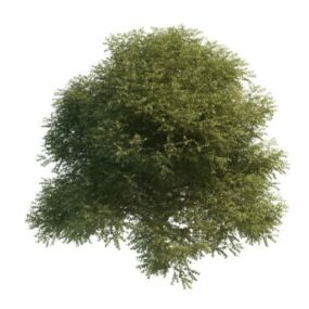 美国榆树3d模型