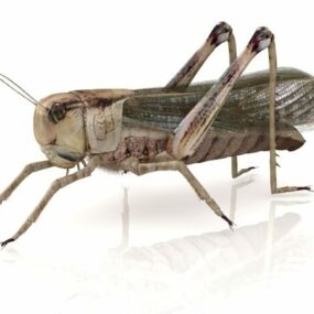 3D model zvířete American Grasshopper