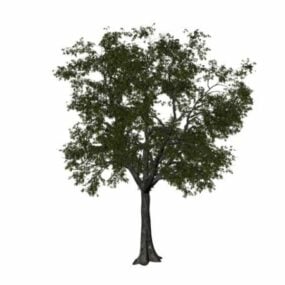 American Linden Tree 3d model