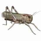 Americký Locust Animal