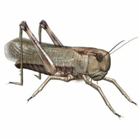 American Locust Animal 3D model