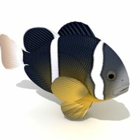 Sea Anemonefish Animal 3d model