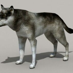 Tierisches graues Wolf-3D-Modell