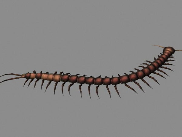 Animated Centipede