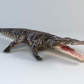 Animated Crocodile Rig 3d model