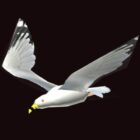 Animated Seagull Rig