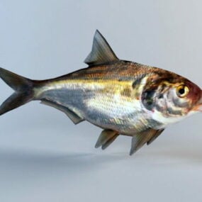 Animated Shad Fish Rig 3d model