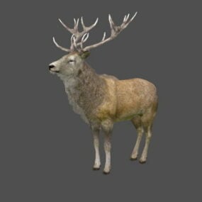 Animert Stag Deer 3d-modell