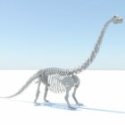 Squelette d'Apatosaurus