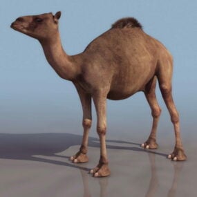 Wildes arabisches Kamel 3D-Modell
