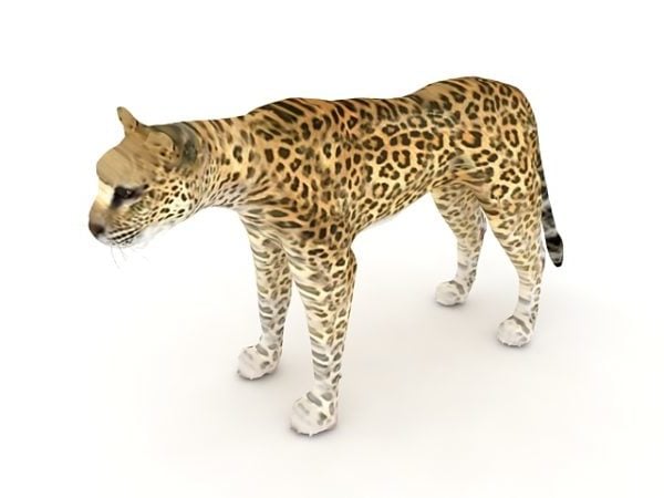Arabian Leopard Animal