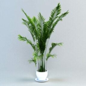 3д модель горшечного растения Areca Palm