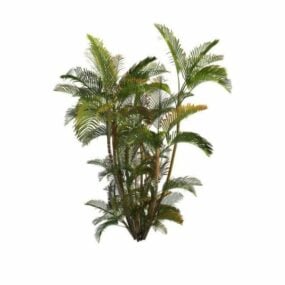 Areca Palm Plant 3d model
