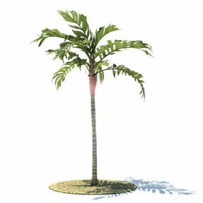 Mô hình 3d cây Cau Vestiaria
