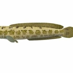 Asia Small Snakehead Animal 3d model