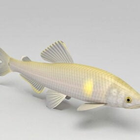 Asiatisches Karpfenfisch-3D-Modell