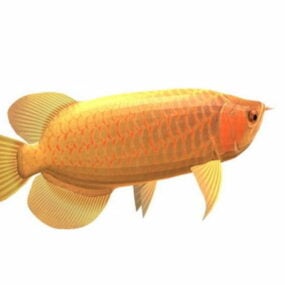 亚洲红龙鱼3d模型