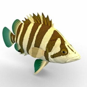 דגם תלת מימד של דג נמר סיאמי סיאמי דג בעלי חיים