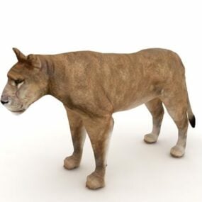 Africa Asiatic Lion 3d model