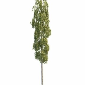 Aspen Tree 3d model