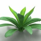 Aspidistra-plant