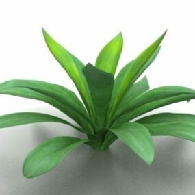3D model rostliny Aspidistra