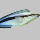 Aspidontus Fisch