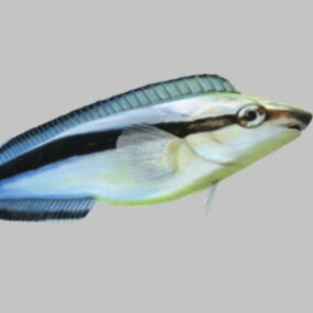 Aspidontus Fish 3d model