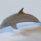 Atlantischer Bottlenose-Delphin