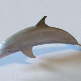 Atlantický 3D model delfína skákavého