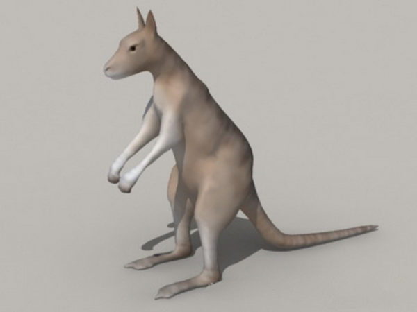Australia Animal Kangaroo