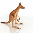 حيوان أستراليا الكنغر الأحمر