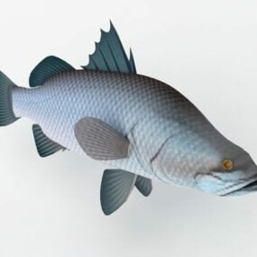 אוסטרליה Barramundi Fish Animal דגם תלת מימד