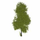 Australian Oak Tree