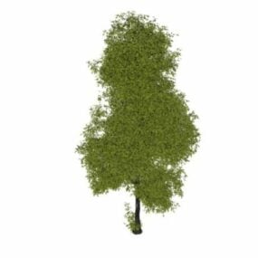 Australian Oak Tree 3d model