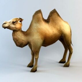 Modello 3D animato e rig del cammello battriano