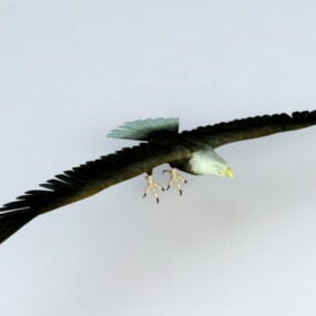 Múnla Bald Eagle Flying 3d saor in aisce