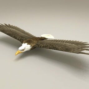 Model 3d Bald Eagle Low Poly