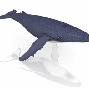 Múnla Ainmhithe Baleen Whale 3d saor in aisce
