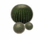 Ball Cactus