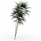 Bambou Palmier